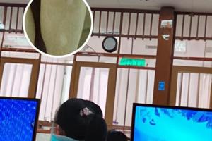 他克莫司抹上多久药效可以吸收